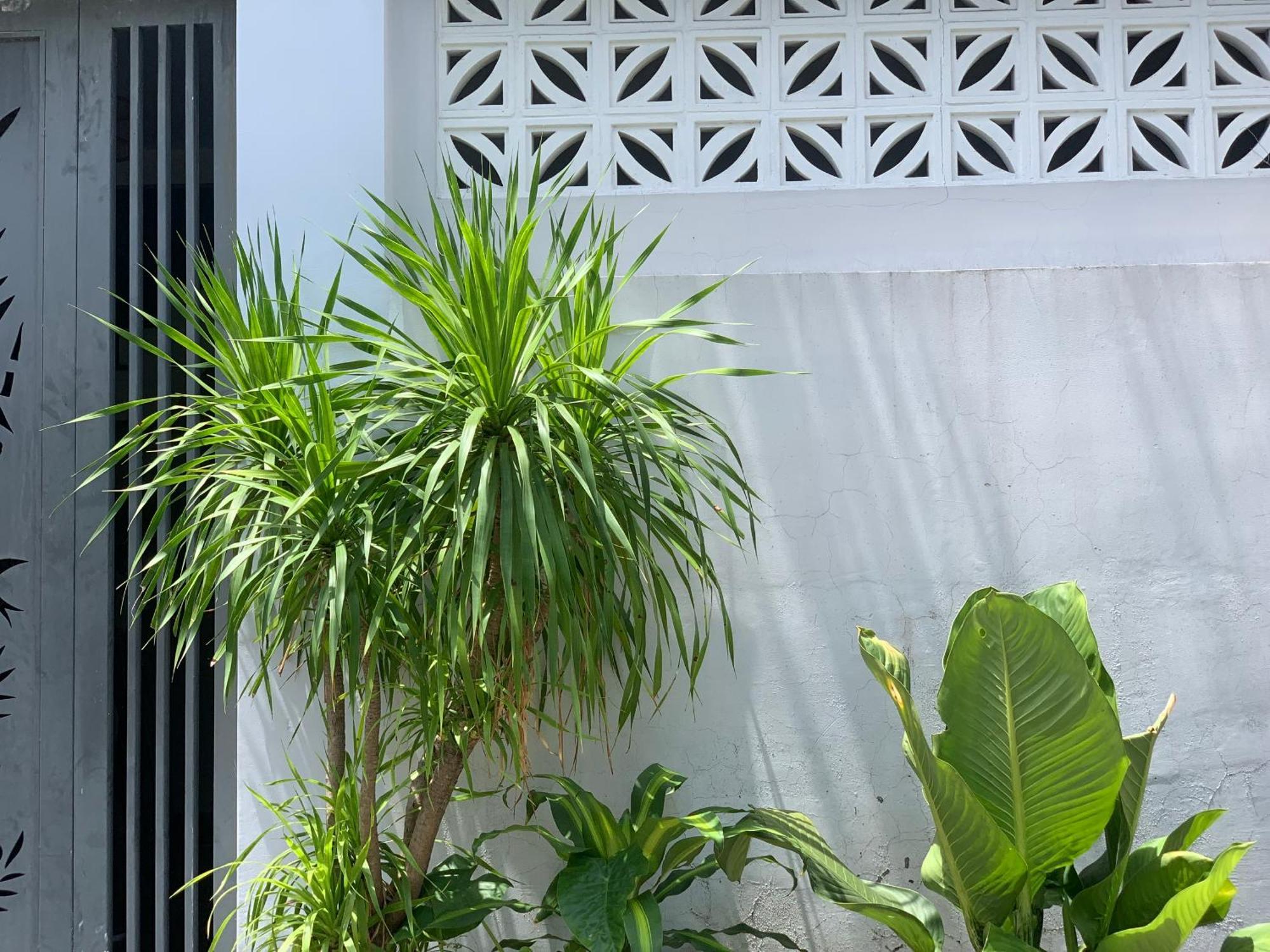 Tina House Apartment Da Nang Eksteriør bilde
